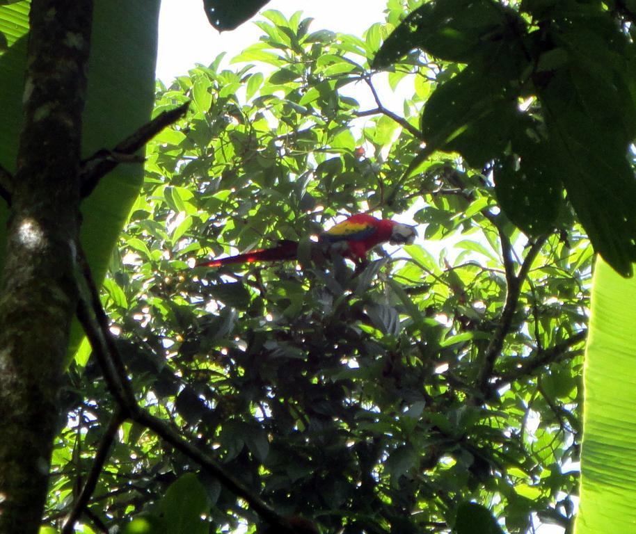 Cabinas Tropicales 호텔 Puerto Jiménez 외부 사진